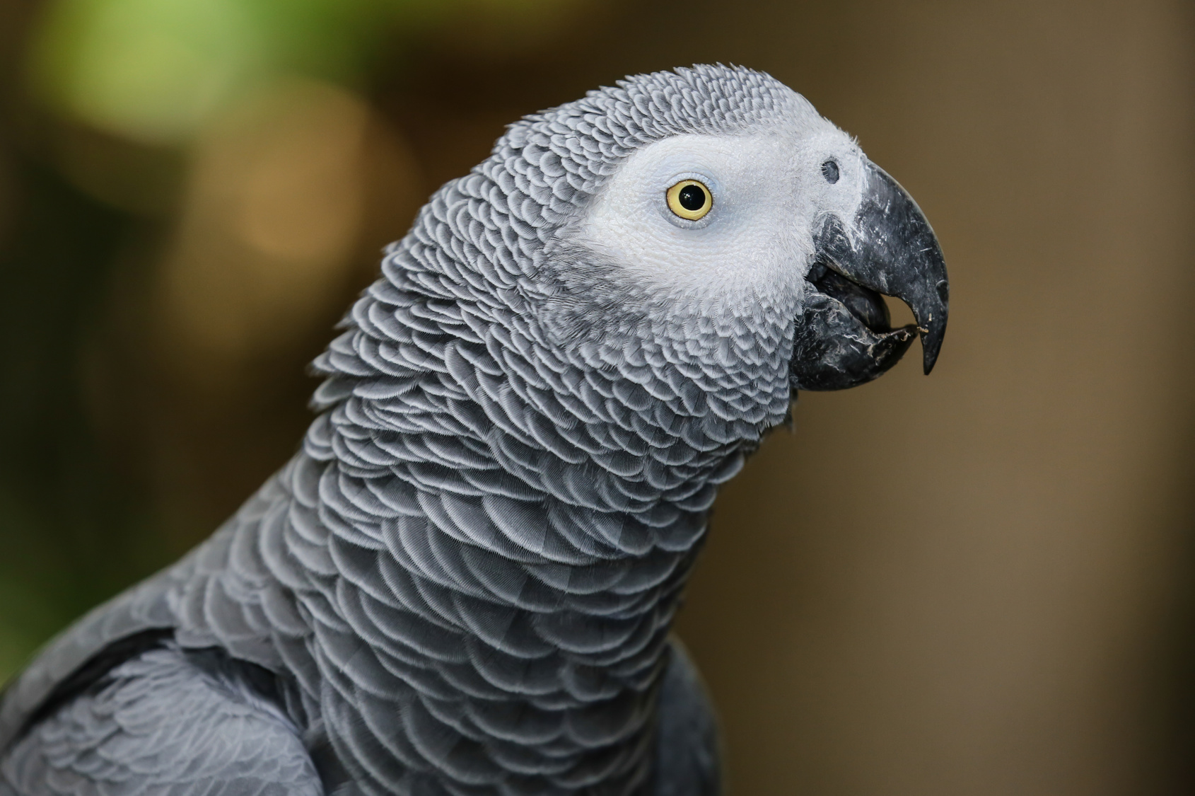 African Gray Parrot Portrait