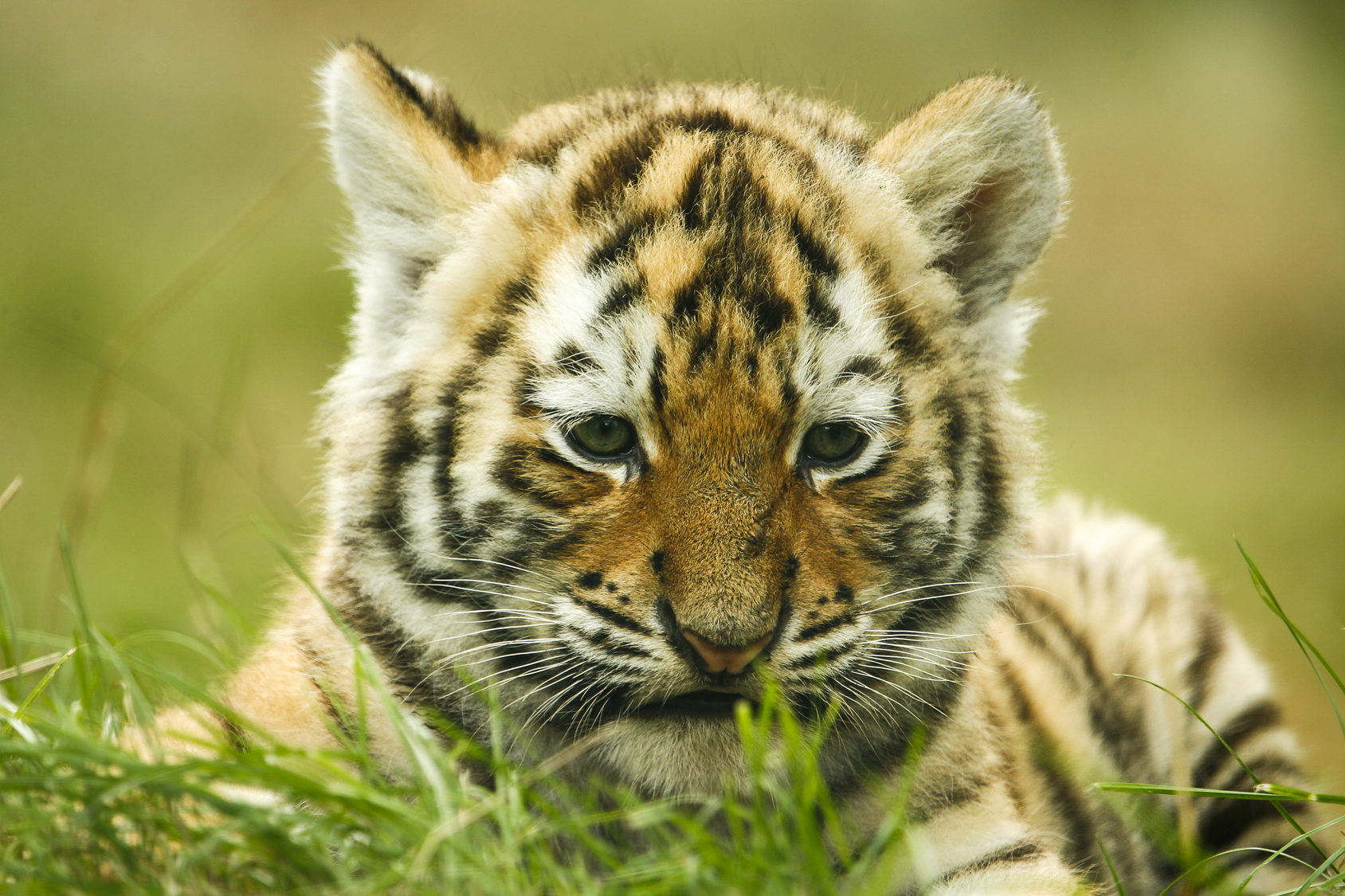 amur tiger cub