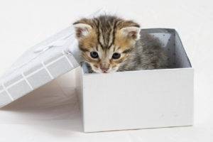 small kitten stuck in a gift box, cuddly animal sweet face