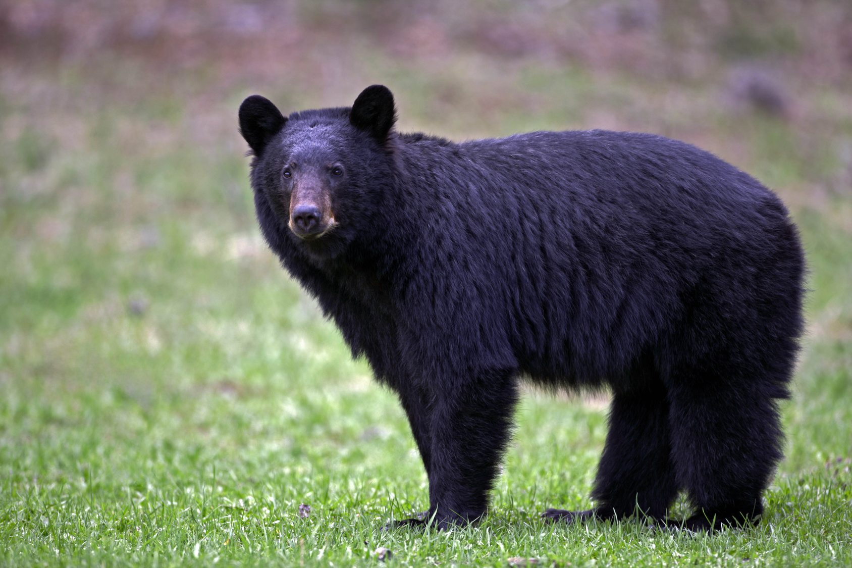 Alert Black Bear in meadow, watching ( Ursus Americanus )