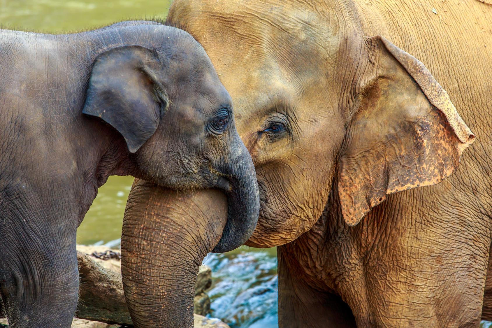 baby elephant and mother elephant