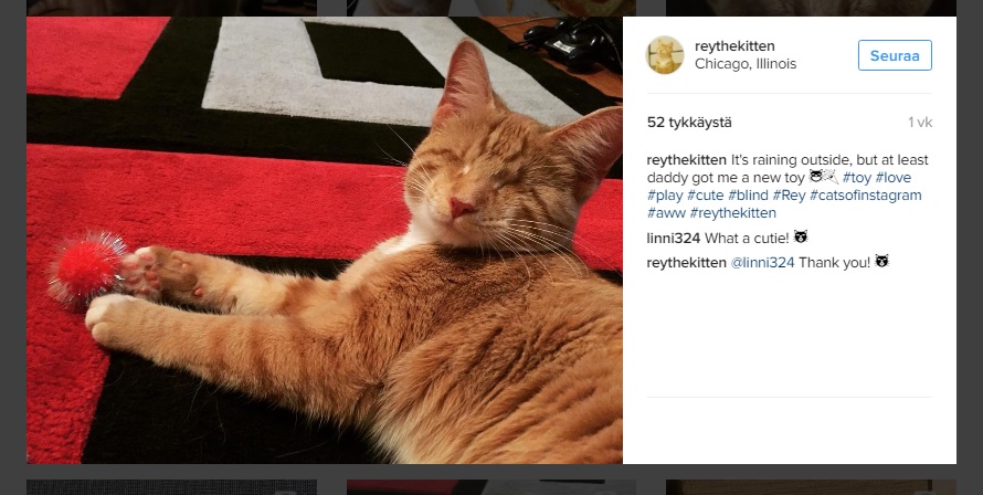 reytheblindcat