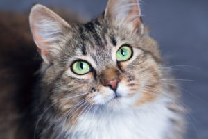 portrait of a beautiful cat