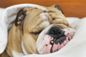 Bulldog sleeping on a bed