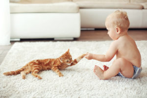 Toddler playing with cat