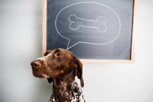 a cute dog thinking about a bone