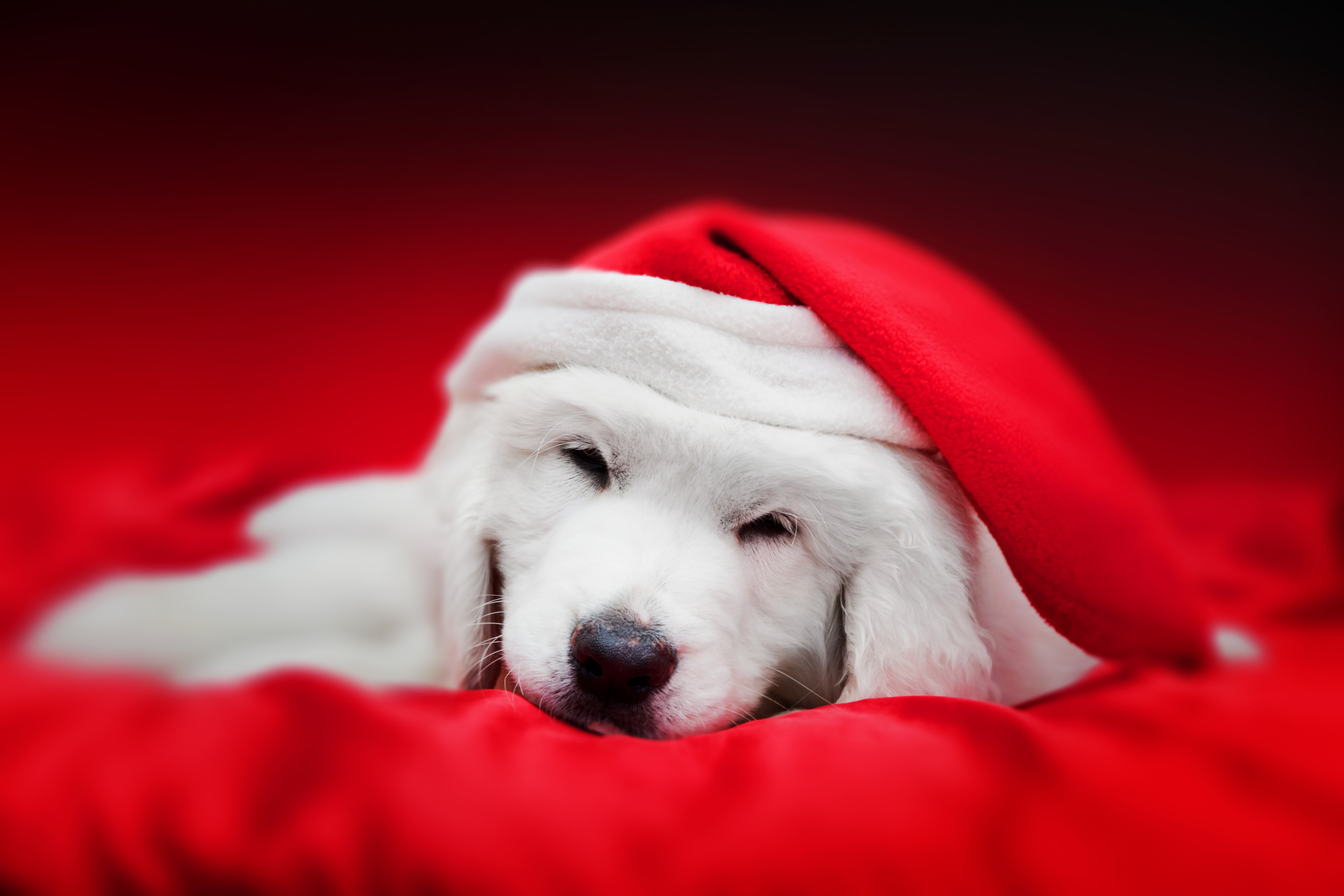 Cute white puppy dog in Chrstimas hat sleeping in red satin
