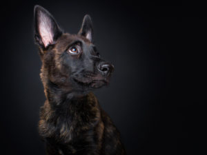 hollandse herder/hollndischer schferhund welpe