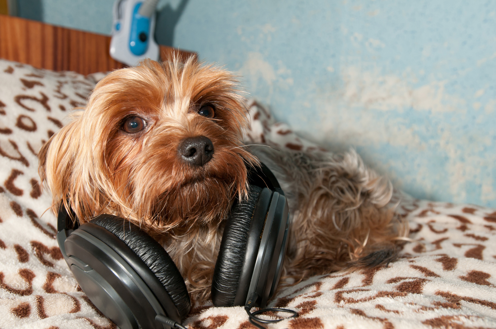 Yorkshire terrier listen to music