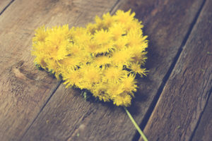 Summer background with yellow dandelions /Heart from dandelions