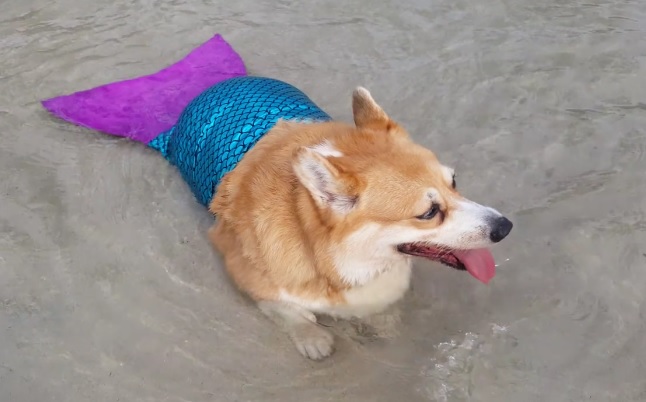 merenneitocorgi