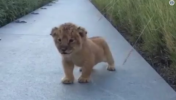 babylion