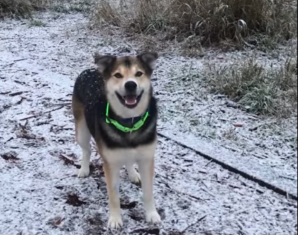 Koira lumimaisemassa