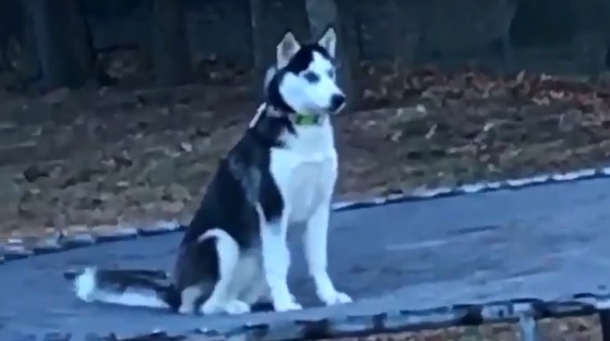 Husky trampoliinilla