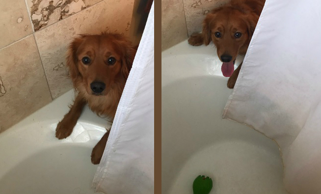Clark-koira suihkussa