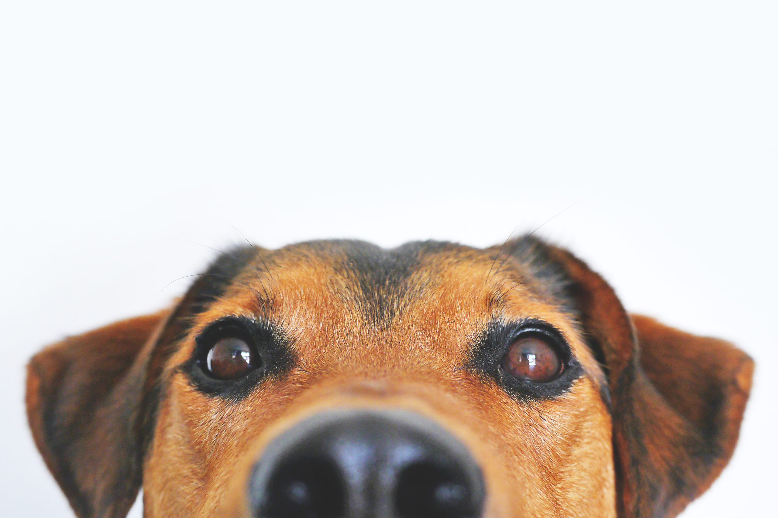 doggo