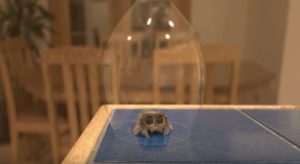 lucashamahakkiuusivideo