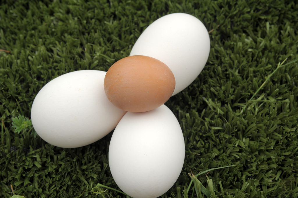 Goose and chicken eggs