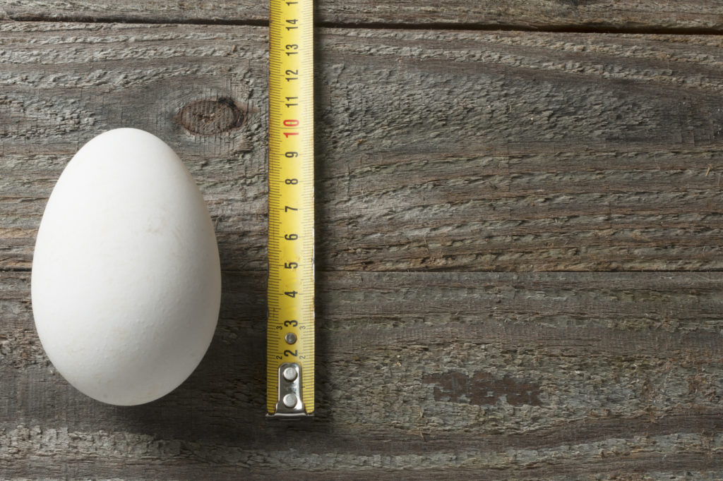 Goose egg on wooden table with a yardstick
