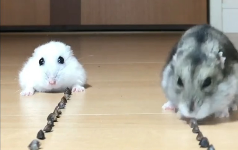 hamsteritruokakilpailee