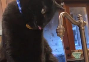 kissakoettaajuodavettahanasta