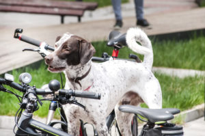 koirapyorailijaagria