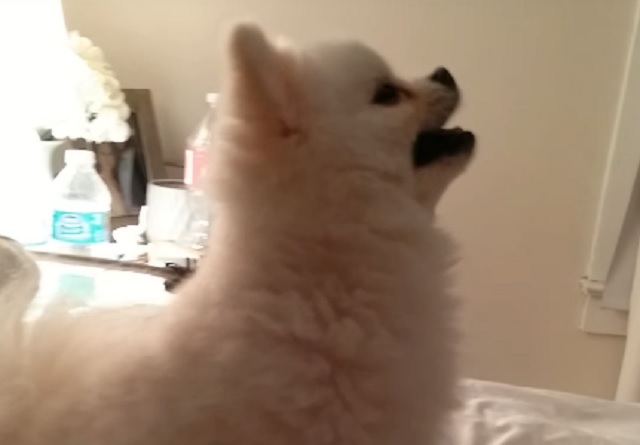 pomeranianaivastaa