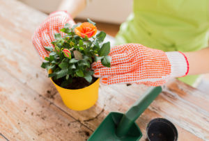 close up of woman hands planting roses in pot