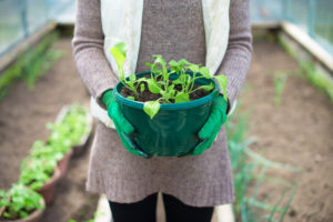 Woman’s hand holding pot with seedlings.