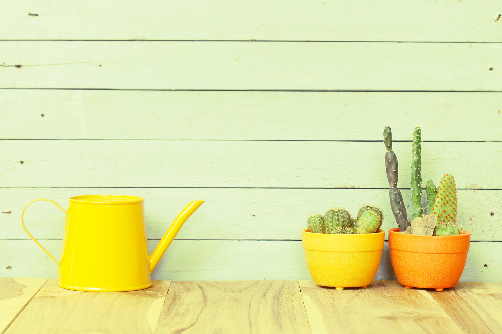 Cactus  and water pot on wood table