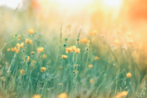Soft focus on yellow flowers in meadow