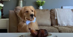 tuckerkoirakanaannaollatestihaaste