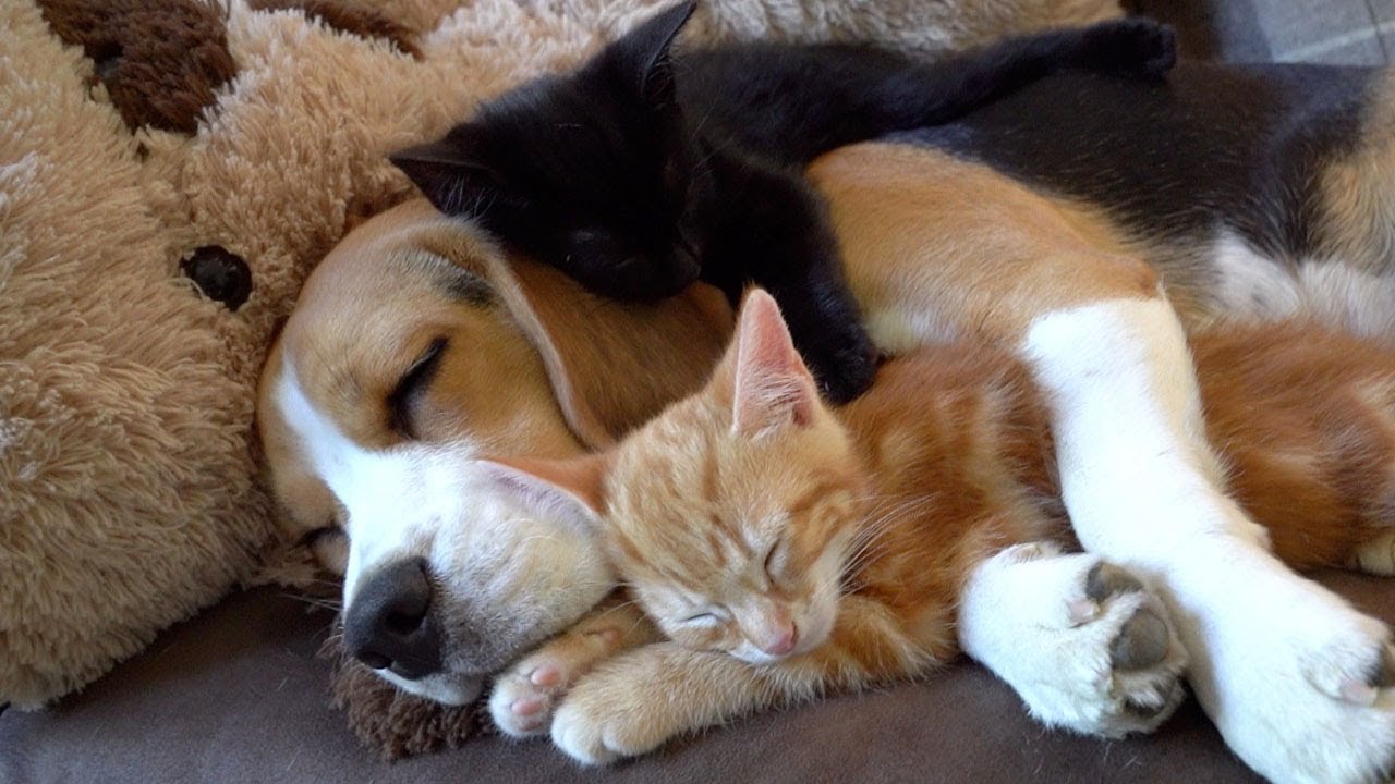 Beagle alkoi uudeksi emoksi kahdelle kissanpennulle – katso hellyttävä video