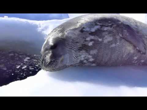 ”Blergh!” – Näin hylkeenpoikanen ääntelee tehdessään tuttavuutta veden kanssa ensikerran – katso hupaisa video