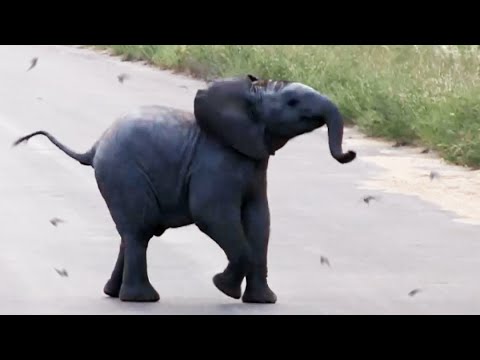 Elefanttivauva jahtaa lintuja – katso söpö video