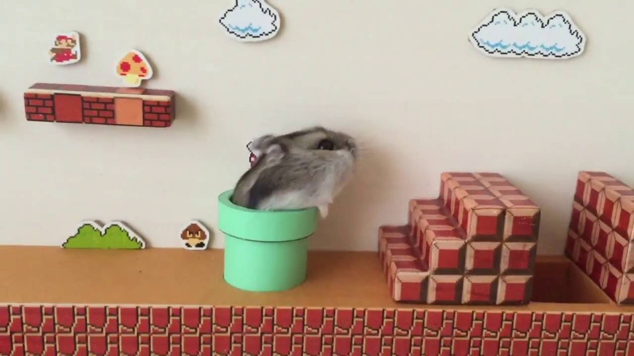 Hamsteri sai tosielämän version suositun Nintendo-pelin kentästä – katso suloinen video
