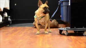 Hauska video: Ranskanbulldoggin rakkaudentunnustus omistajalleen