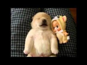 Hellyyttävä koiranpentu nukkuu sylissä – katso video