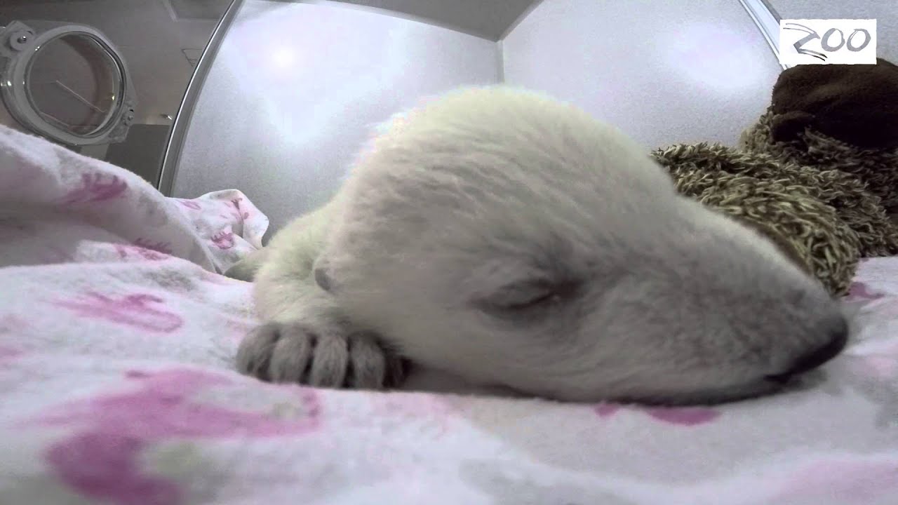 Hellyyttävä video: Suloinen jääkarhunpentu nukkuu ja näkee unia