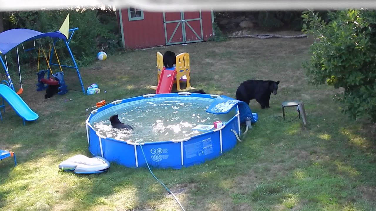 Karhuperhe nautti kesäpäivästä lasten uima-altaassa – katso videot