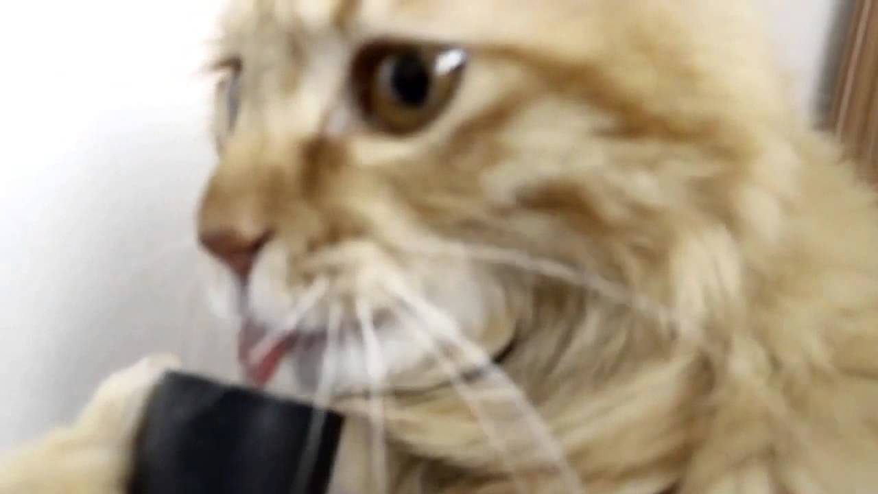 Käynnissä olevasta imurista on paljon iloa kissalle – katso hulvaton video