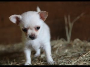 Kilit ovat chihuahuan pennun parhaita kavereita – katso suloinen video kaverusten leikistä
