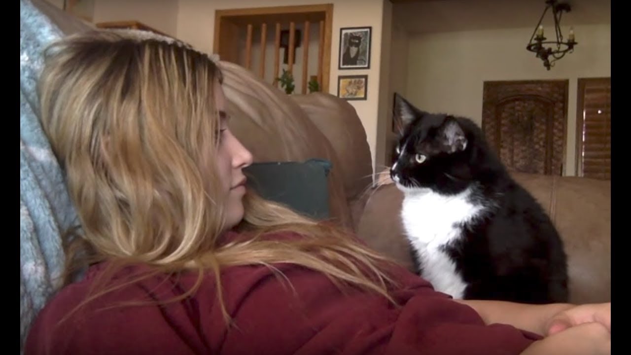 Kissa pyytää kohteliaasti rapsutuksia – katso söötti video