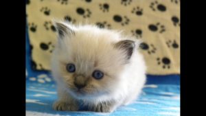 Kissanpentu-Timelapse