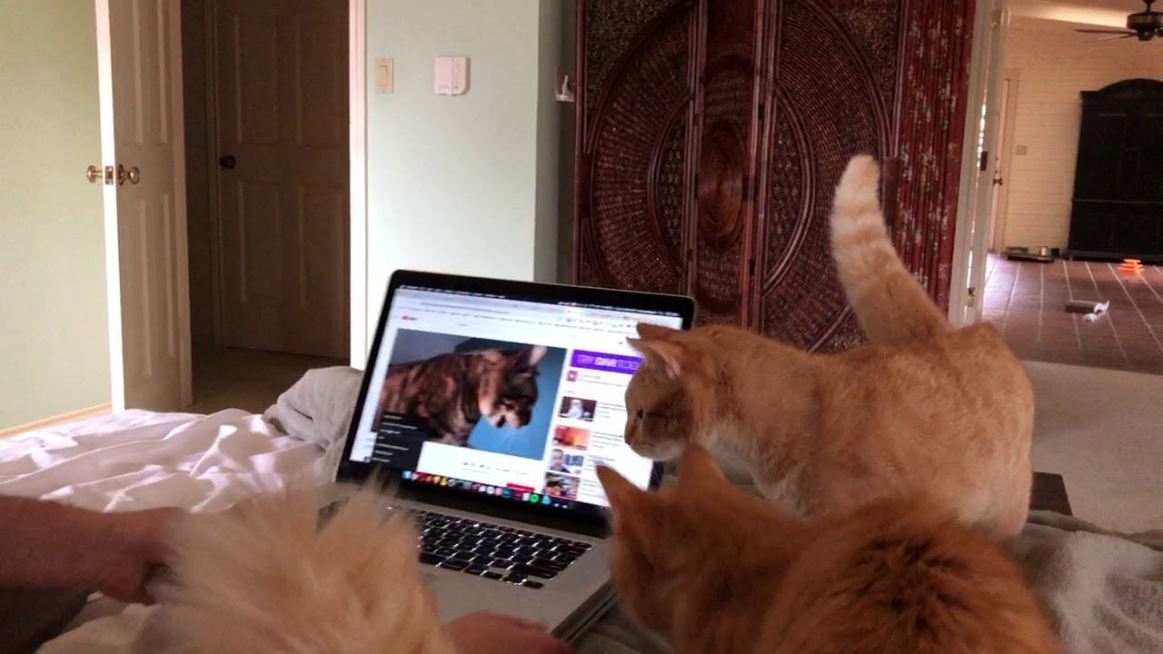 Kissoilla meni pasmat sekaisin, kun ne näkivät hittivideon autotunetetusta kissasta – katso hauskat videot