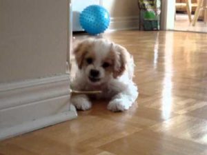 Koiranpentu äkkäsi ovistopparin – katso suloinen reaktio