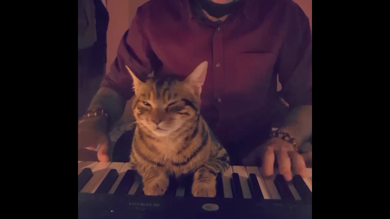 Kuinka suloista – mies soittaa videolla pianoa kissansa kanssa