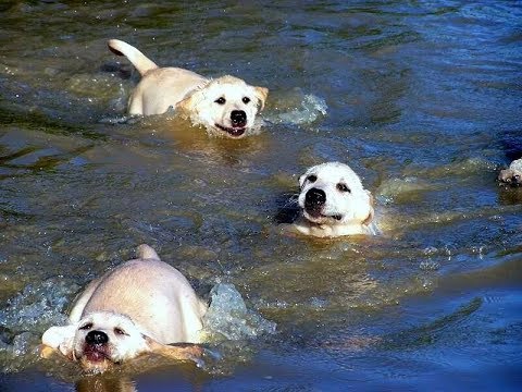 Labradorinnoutaja opetti pentuja uimaan – katso söötti video pentueen uintiretkestä