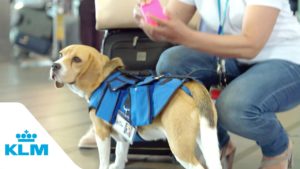 Löytötavarakoira ihastuttaa lentokentällä – katso video