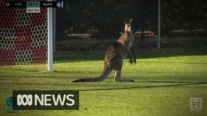 Mahdollista vain Australiassa? Kenguru hyppelehti kentälle kesken jalkapallo-ottelun – video